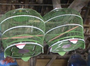 sangkar burung dara sangkar burung dara