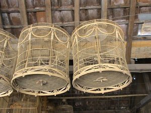 sangkar burung deruk / puter sangkar burung deruk / puter