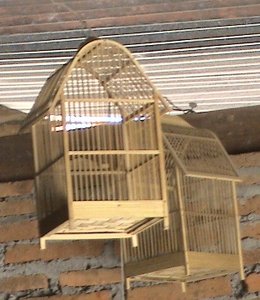 sangkar burung kenari / ciblek sangkar burung kenari / ciblek