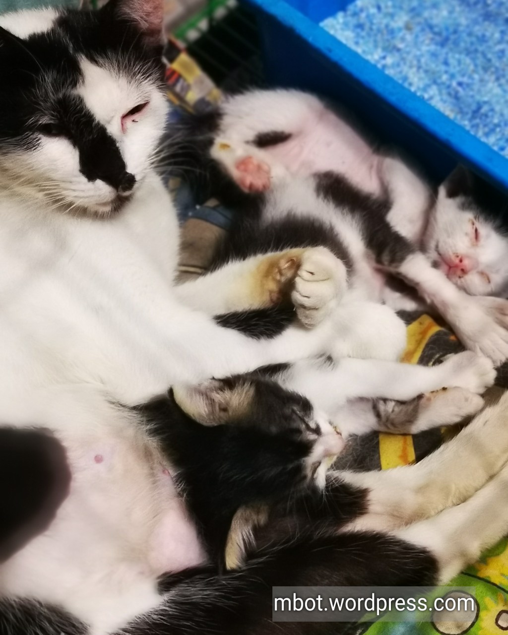 Keajaiban Program Insting Seekor&nbsp;Kucing