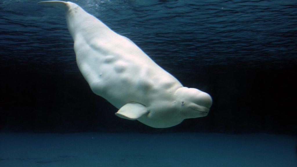 Penemuan hari ini… paus putih bertampang dolphin